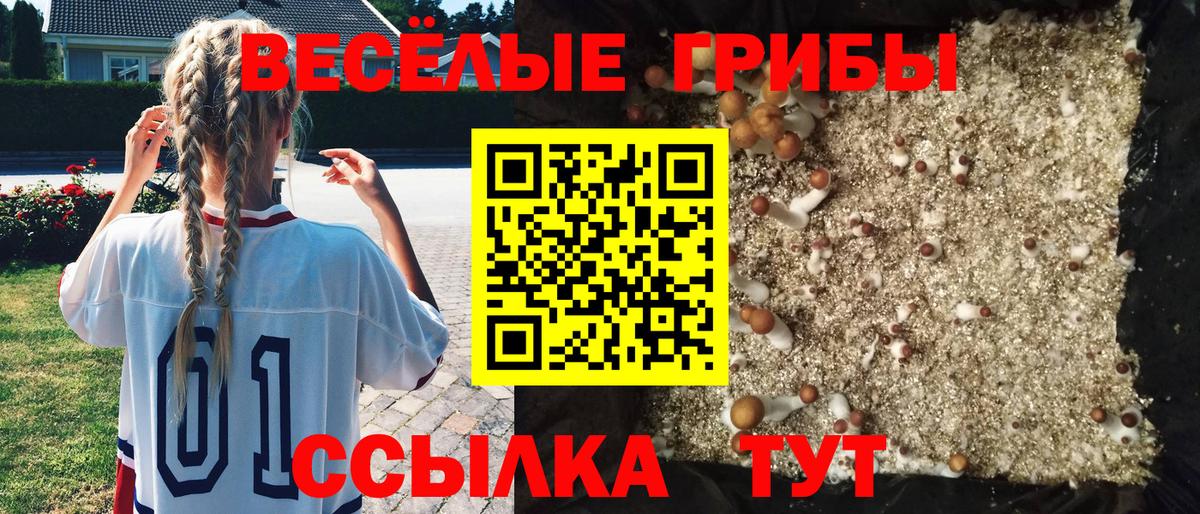 Псилоцибиновые грибы Psilocybe Гусиноозёрск